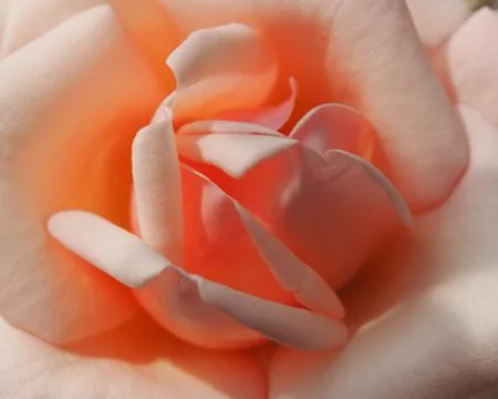 Pink rose Stock Photos
