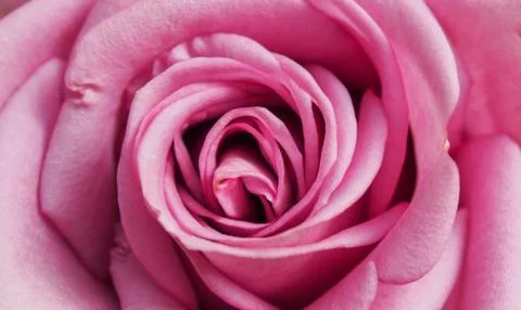 Pink  Rose Stock Photos