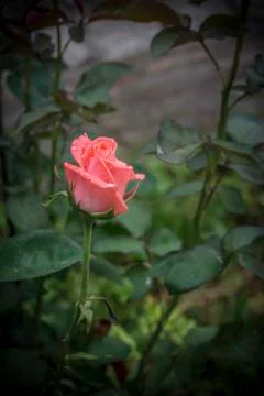 Pink Rose Foto stock