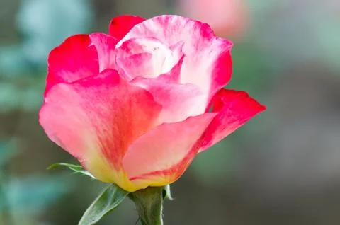 Pink rose. 스톡 사진