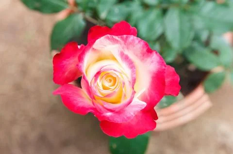 Pink rose. Stock Photos
