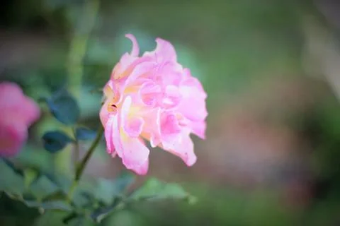 Pink Rose Stock Photos