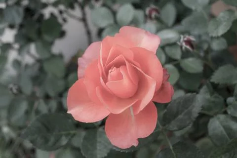 Pink rose Stock Photos