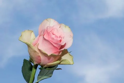 Pink rose Foto stock