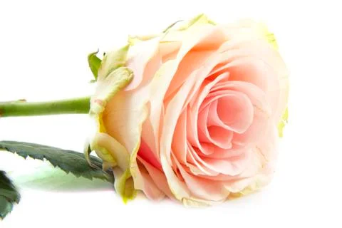 Pink rose Stock Photos