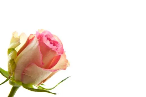 Pink rose Stock Photos