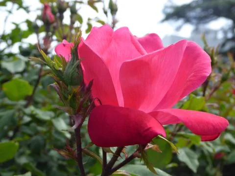Pink Rose Stock Photos