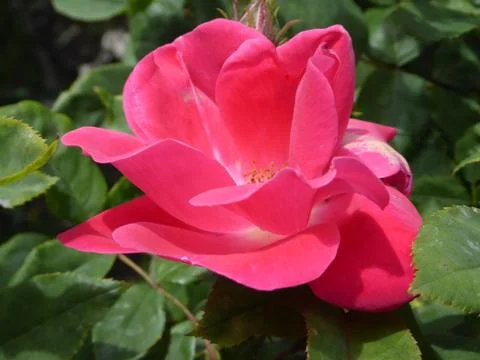 Pink Rose Stock Photos