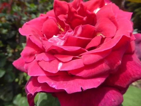 Pink Rose Stock Photos
