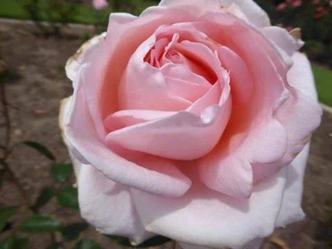 Pink Rose Stock Photos