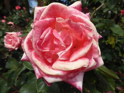 Pink Rose Foto stock