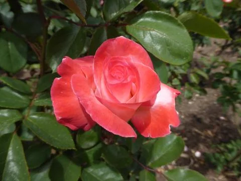 Pink Rose Foto stock