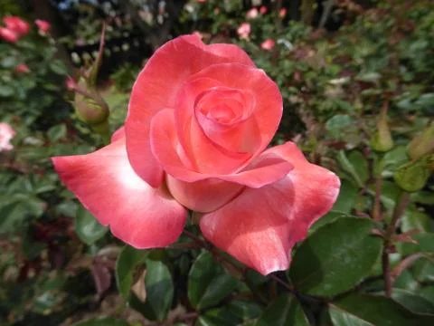Pink Rose Foto stock