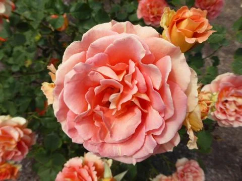 Pink Rose Stock Photos