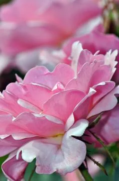 Pink rose Stock Photos