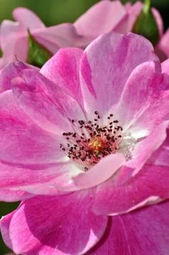 Pink rose Stock Photos