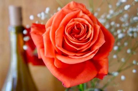 Pink Rose Foto stock