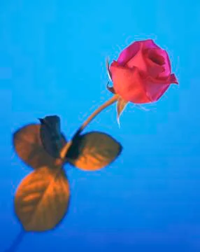 PINK ROSE Stock Photos