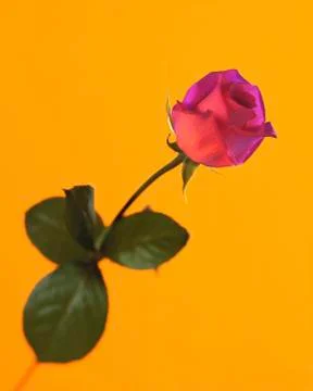 PINK ROSE Stock Photos