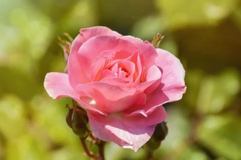 Pink Rose Foto stock
