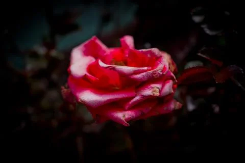 Pink Rose. Photos