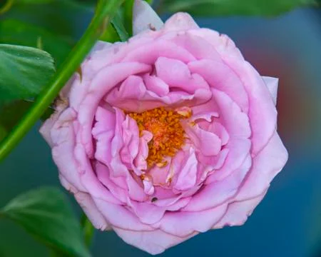 Pink rose Stock Photos