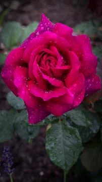 Pink Rose Stock Photos