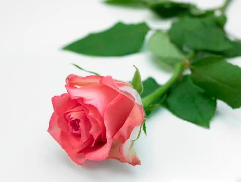 Pink Rose Stock Photos