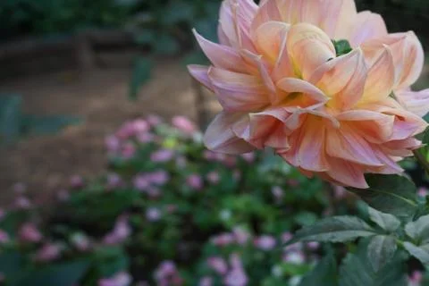 Pink rose. Stock Photos
