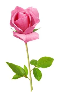 Pink rose Stock Photos