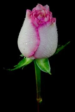 Pink Rose Stock Photos