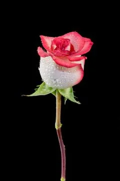 Pink Rose Stock Photos