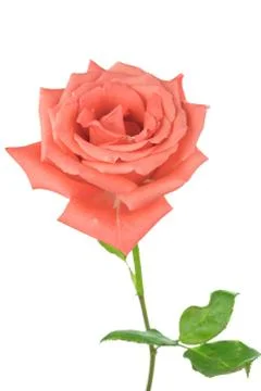 Pink rose Stock Photos