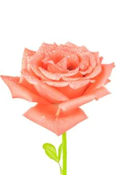 Pink rose Stock Photos