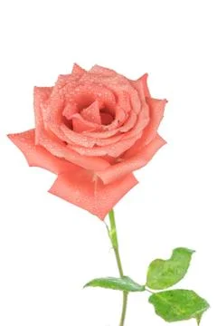 Pink rose Stock Photos