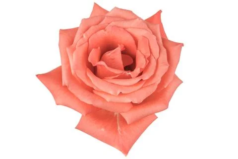 Pink rose Stock Photos