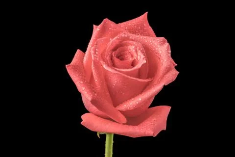 Pink rose Stock Photos