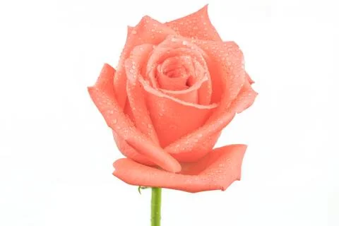 Pink rose Stock Photos