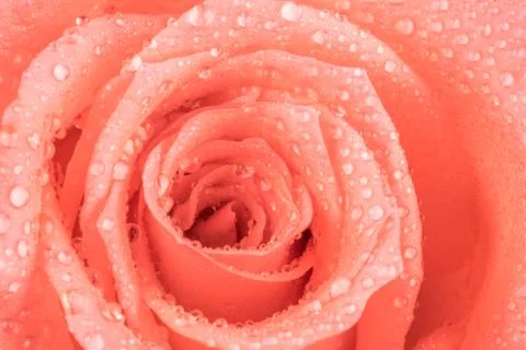 Pink rose Stock Photos