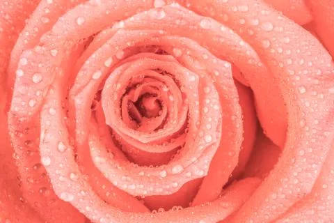 Pink rose Foto stock