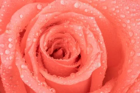 Pink rose Stock Photos