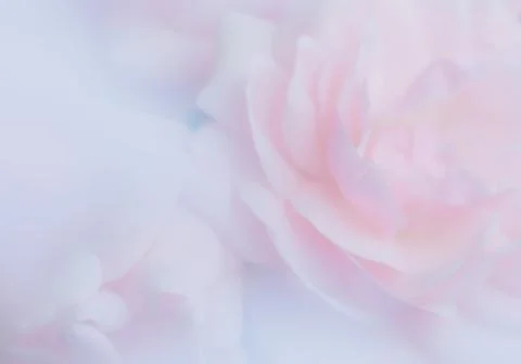 Pink Rose Stock Photos