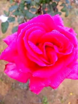 Pink Rose Stock Photos