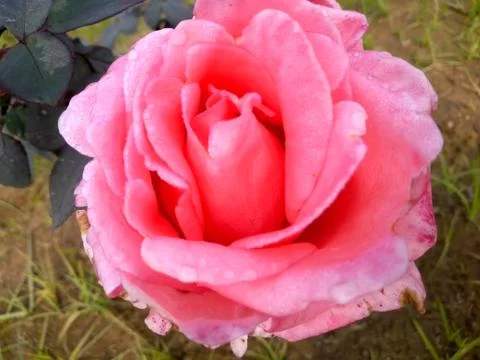 Pink Rose Stock Photos