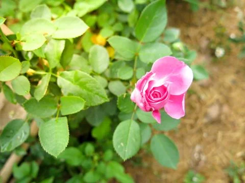 Pink rose Stock Photos