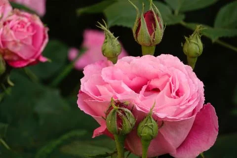 Pink rosé. Foto stock