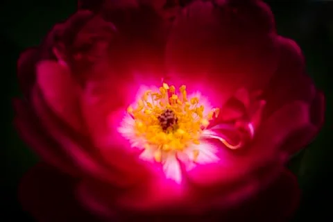 Pink Rose 스톡 사진