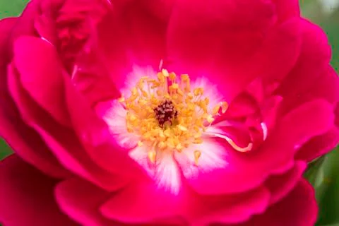 Pink Rose 写真素材