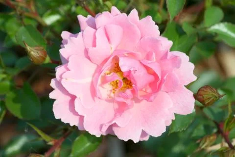 Pink rose Stock Photos