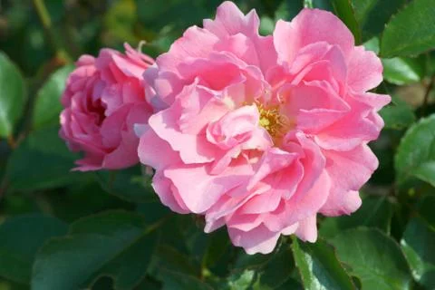 Pink rose Stock Photos